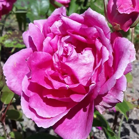 Alexia * Saint-Valery-en-Caux