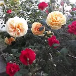 Apartman Alexia *
