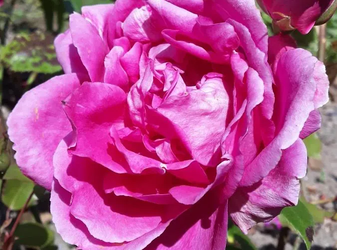 Alexia * Saint-Valery-en-Caux