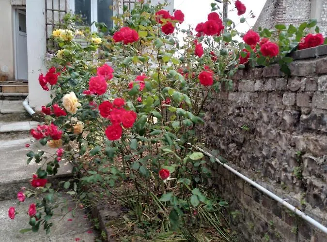 Alexia Saint-Valery-en-Caux